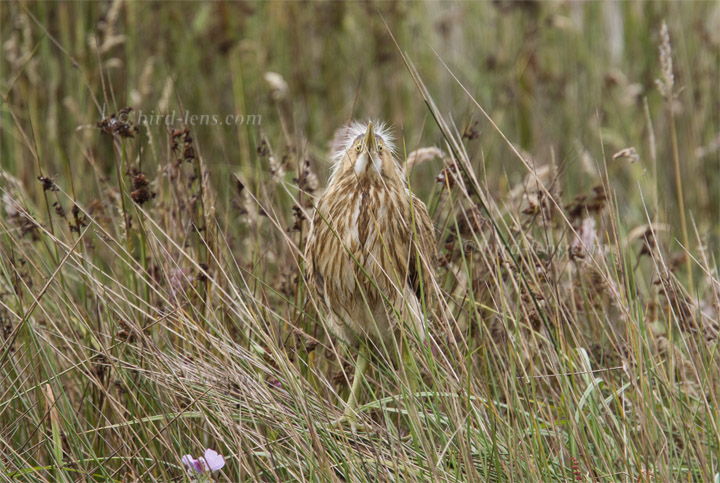 Nordamerikanische Rohrdommel